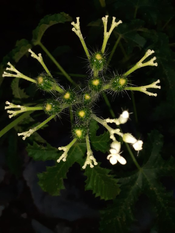 planta..jpeg