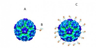 FAPESP - corona vacina.jpg