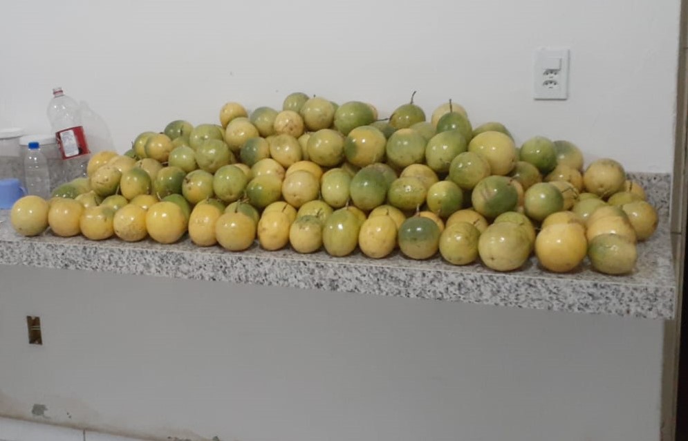 maracujá colhido.jpg