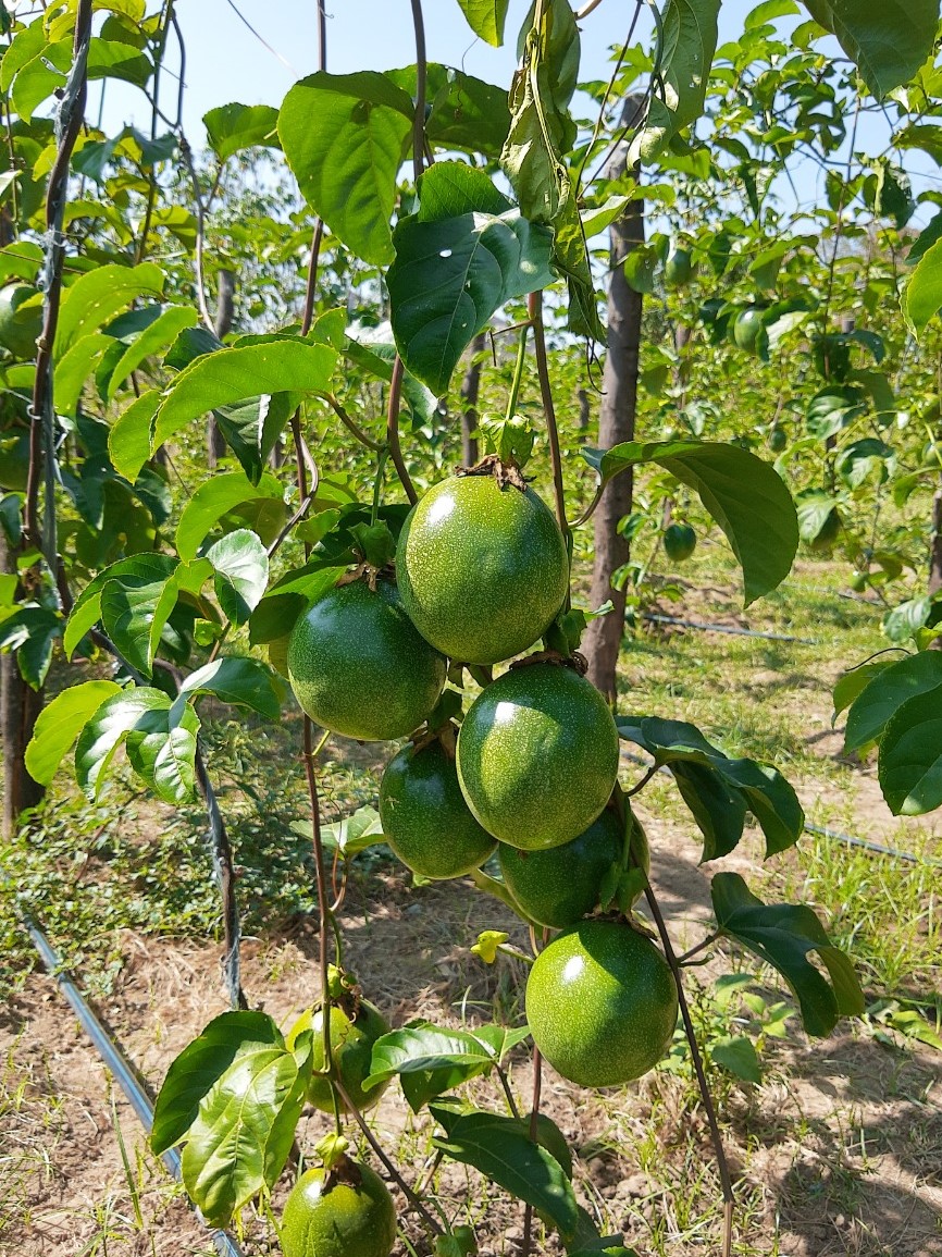 maracujá.jpg