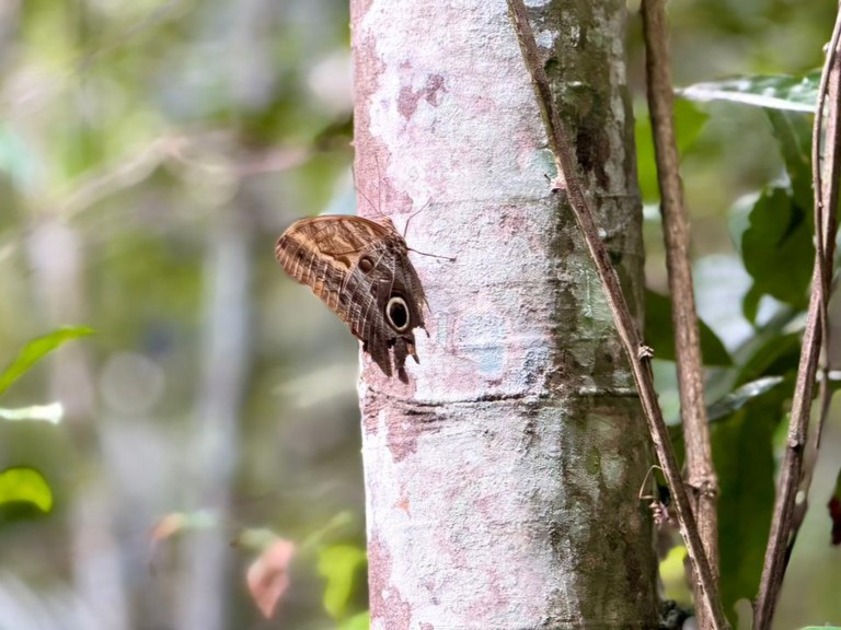 Borboleta.jpeg