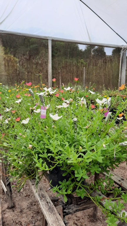 estufas de Beldroega e Pimentas Ornamentais na UFPB campus Areia (5) (1).jpeg