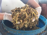 A correta formulação das rações à base de palma forrageira foi capaz de modular a microbiota da dieta, melhorando a saúde e o desempenho dos animais