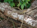 Lagarto Cnemidophorus cryptus. Foto: Daniel Mesquita