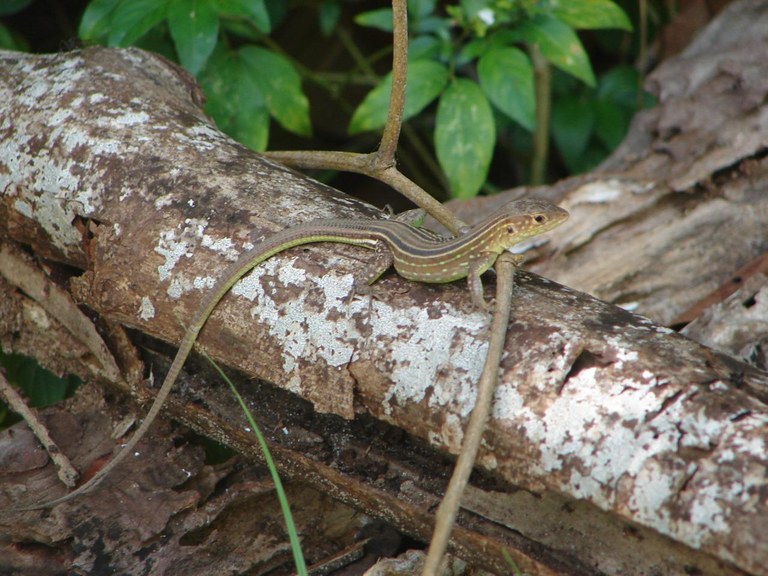 Lagarto Cnemidophorus cryptus. Foto: Daniel Mesquita