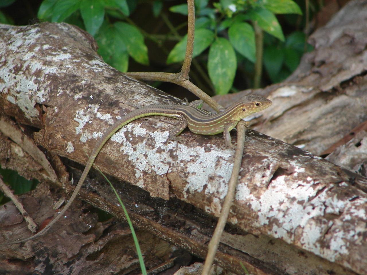 Lagarto Cnemidophorus cryptus. Foto: Daniel Mesquita