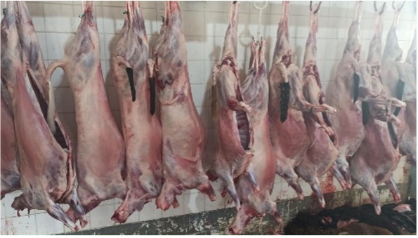 Foto carne cordeiros.jpg