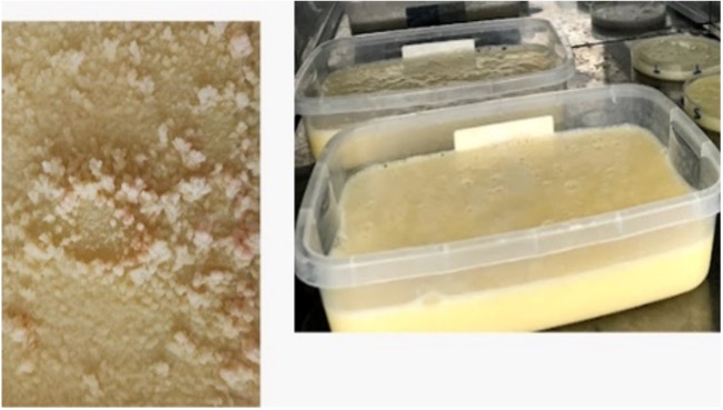 Foto ureia microencapuslada em gordura vegetal antes da secagem.jpg