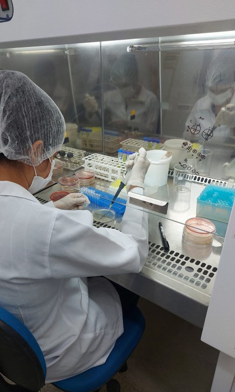 Análise microbiológica da bebida de palma.jpeg