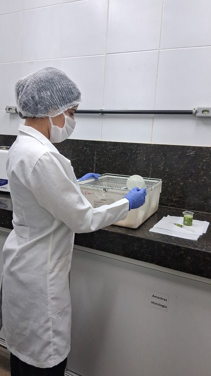 Bebida de palma sendo administrada aos ratos Wistar.jpeg