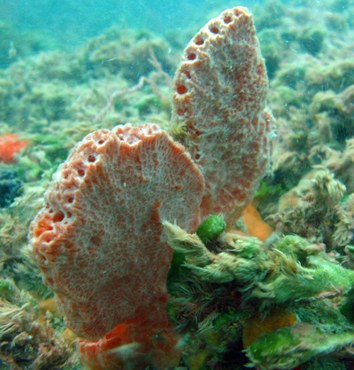 Esponja marinha da espécie _Clathria (Clatjria) nicolea_Barros et al, 2013. Foto Thelma Dias - UEPB.jpeg