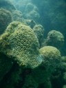 UFPB - corais.jpeg