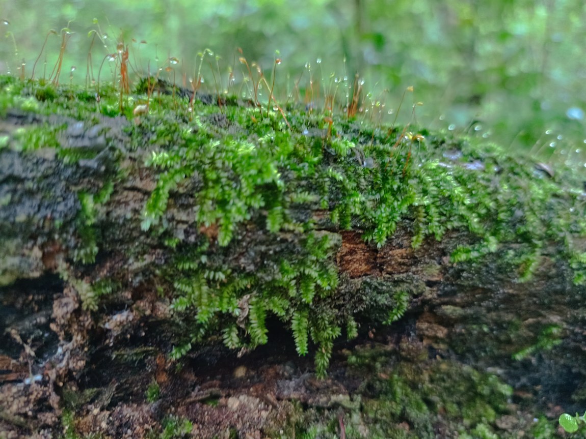 Pesquisadores identificam novas espécies de briófitas na Paraíba e propõe ações de conservação em ecossistemas em área protegida da Caatinga